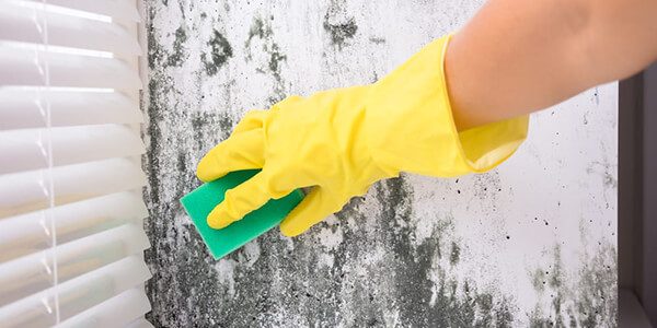 Rub the moldy place vigorously with a sponge Rub the moldy place vigorously with a sponge